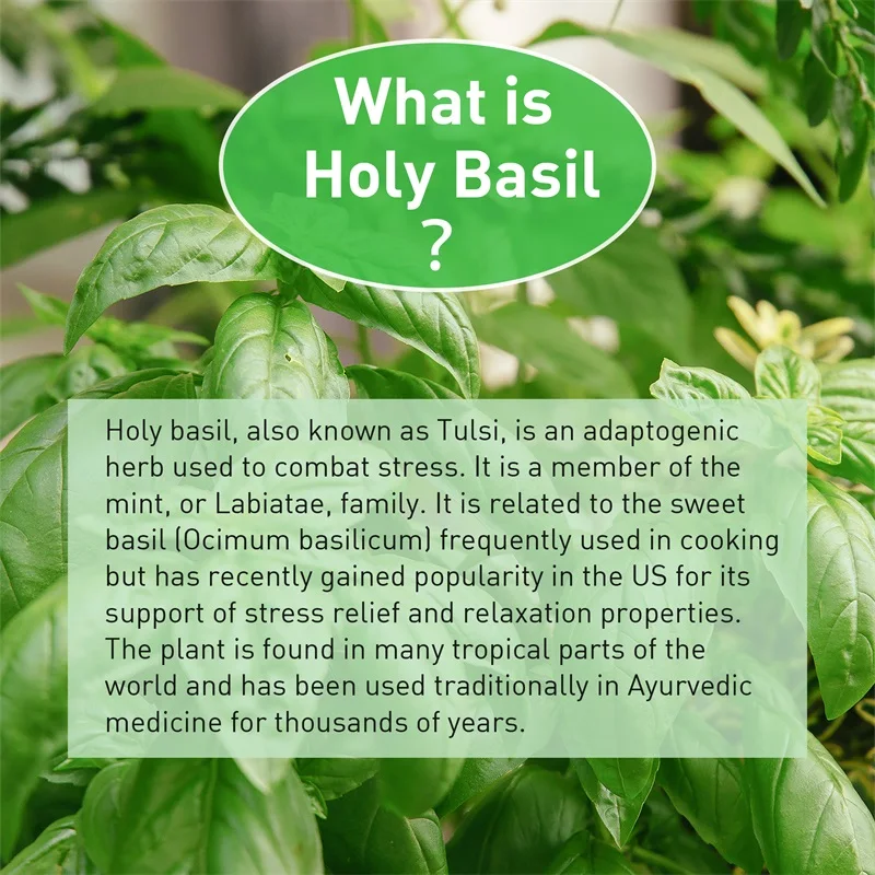 Капсулы Holy Basil — повышение – обзор и цена Tulsi Holy Basil